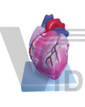 The dissection model of heart